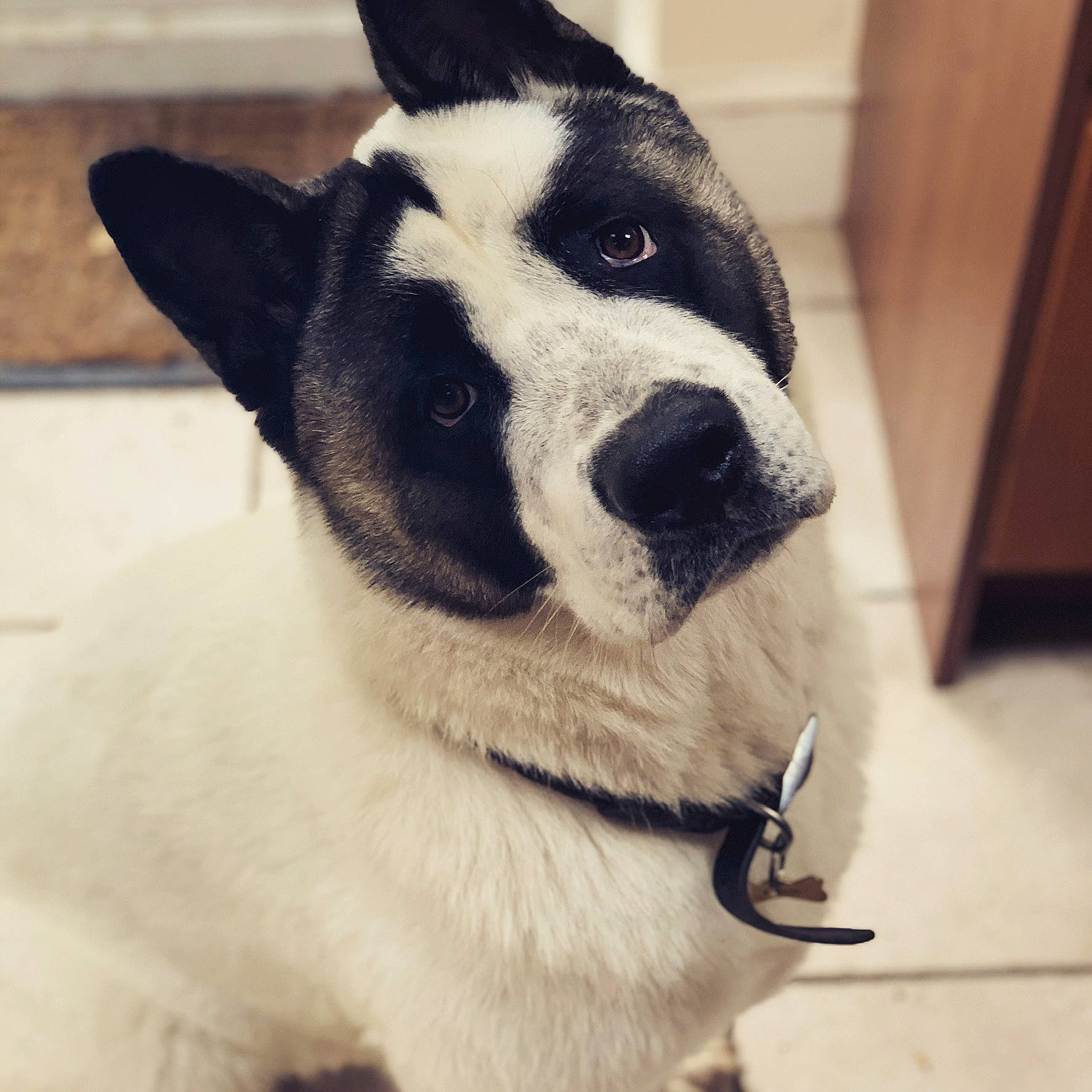 Samson joined the competition — help win amazing prizes! canidae, carnivore, collar, dog, dog_breed, ear, fur, mammal, nose, puppy, rare_breed_dog, snout, sporting_group, vertebrate, whiskers