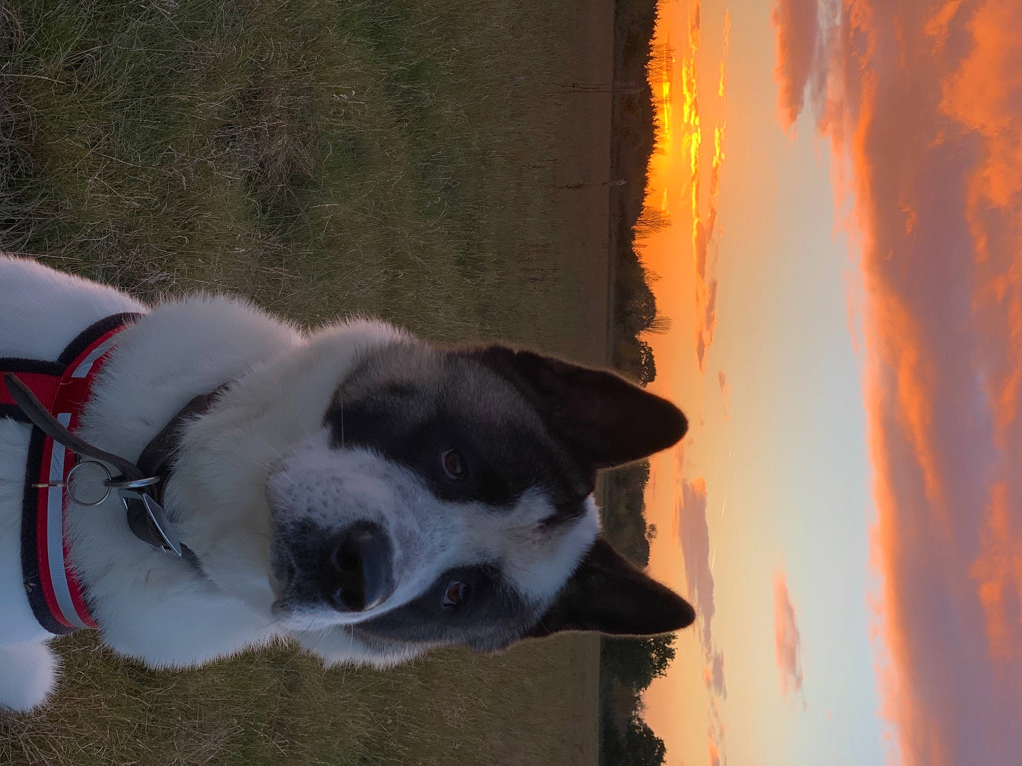 Samson joined the competition — help win amazing prizes! canidae, carnivore, dog, dog_breed, snout, tail