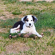 Buzz participe au concours pour gagner de l'argent avec cette photo : puppy, dog, black_and_white, grass, outdoor, backyard, rope_toy, playful, sitting, lying_down, pet, canine, fence, garden, lawn, animal, collar, portrait, daylight, squirrel_ornament