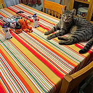 Mickey joined the competition — help win amazing prizes! cat, tabby_cat, table, tablecloth, striped, chair, wooden_chair, dining_room, curtains, window, halloween_decorations, ghost_figurine, pumpkin, spider_web, cabinet, dishes, shelf, indoor, pet, relaxed