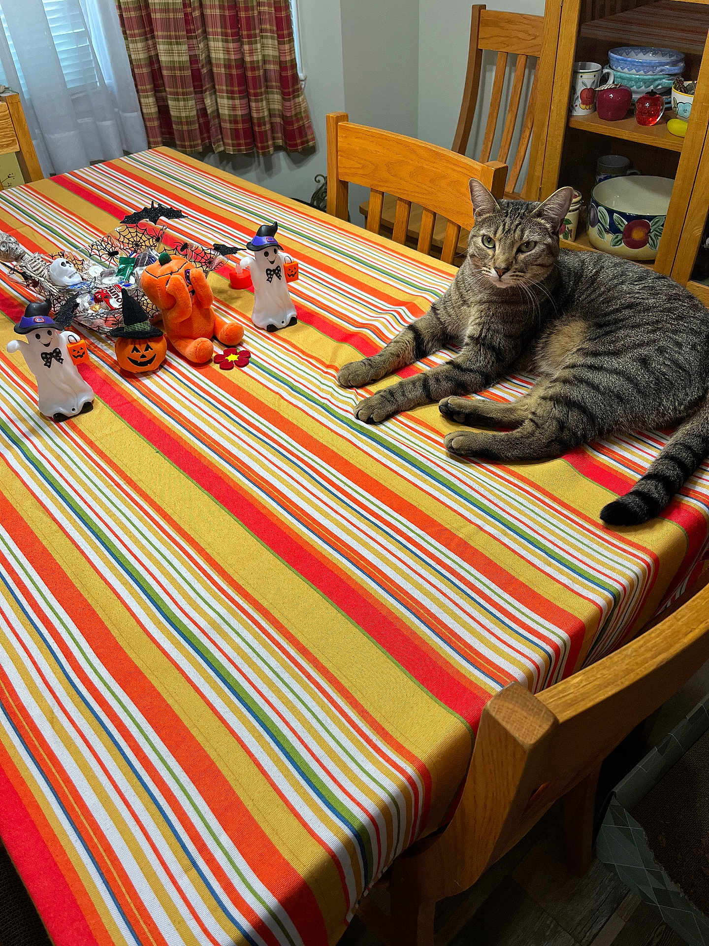 Mickey joined the competition — help win amazing prizes! cat, tabby_cat, table, tablecloth, striped, chair, wooden_chair, dining_room, curtains, window, halloween_decorations, ghost_figurine, pumpkin, spider_web, cabinet, dishes, shelf, indoor, pet, relaxed