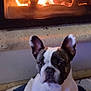 dog, french_bulldog, fireplace, fire, indoor, pet, animal, warm, cozy, sitting, brown, white, ears, face, muzzle, home, relaxation, comfort, glow, background