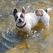 Naya participe au concours pour gagner de l'argent avec cette photo : dog, french_bulldog, water, outdoor, pet, animal, shallow_water, ripples, sunlight, curious, ears_up, collar, standing, looking_up, nature, playful, summer, recreation, canine, daylight