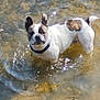 dog, french_bulldog, water, outdoor, pet, animal, shallow_water, ripples, sunlight, curious, ears_up, collar, standing, looking_up, nature, playful, summer, recreation, canine, daylight