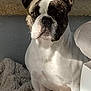 dog, french_bulldog, pet, blanket, indoor, sunlight, tile_floor, white, brown, black, ears, face, animal, companion, cute, fur, sitting, resting, cozy, portrait