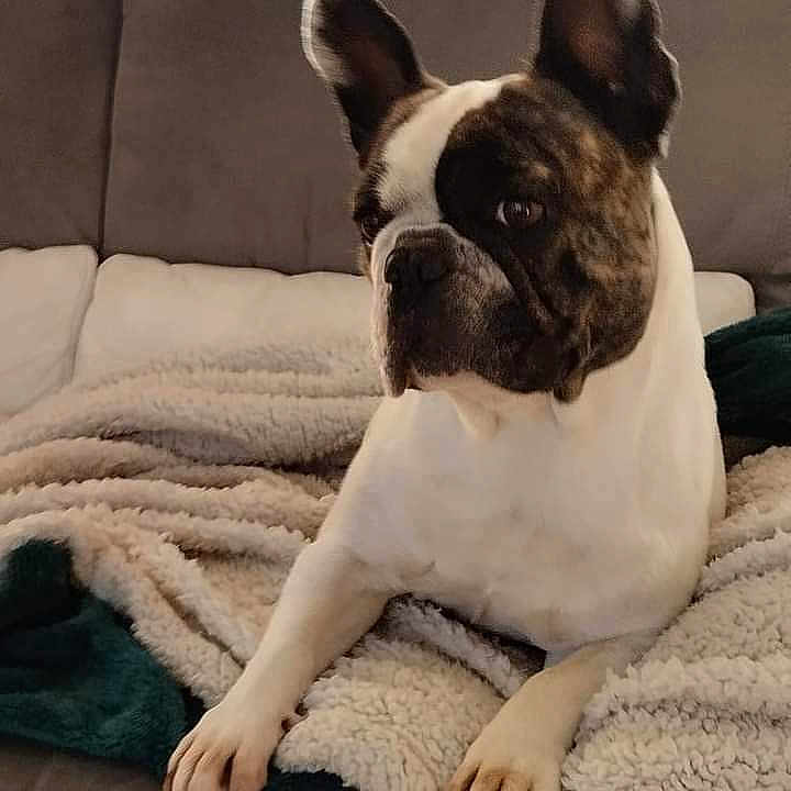 Naya participe au concours pour gagner de l'argent avec cette photo : animal, blanket, brown, comfort, couch, cozy, curtains, dog, ears, french_bulldog, fur, home, indoor, living_room, paw, pet, relaxed, resting, white, window
