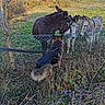 Nanouk participe au concours pour gagner de l'argent avec cette photo : dog, donkey, fence, grass, field, rural, leash, animal, nature, outdoor, pets, curious, meeting, trees, house, sky, daylight, wildlife, pasture, farm
