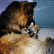Nanouk participe au concours pour gagner de l'argent avec cette photo : dog, cat, kitten, german_shepherd, fur, indoor, window, purple_wall, pet, animal, friendship, curious, lying_down, close_up, domestic, mammal, companion, cute, furry, interaction