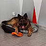 Nanouk participe au concours pour gagner de l'argent avec cette photo : dog, german_shepherd, pet, animal, indoor, dog_bed, toy, floor, tile, wall, power_outlet, cable, orange_toy, fur, ears, tongue, relaxed, happy, black, brown