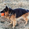 dog, german_shepherd, outdoor, grass, field, animal, pet, playing, toy, ball, brown, black, fur, canine, nature, standing, mouth, side_view, daylight, animal_portrait
