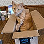 amazon_prime, cardboard_box, cat, curious, domestic_cat, feline, floral_wallpaper, ginger_cat, home, household_items, indoor, looking_at_camera, orange_cat, pencil, pet, relaxed, sitting, tabby_cat, table, wooden_table