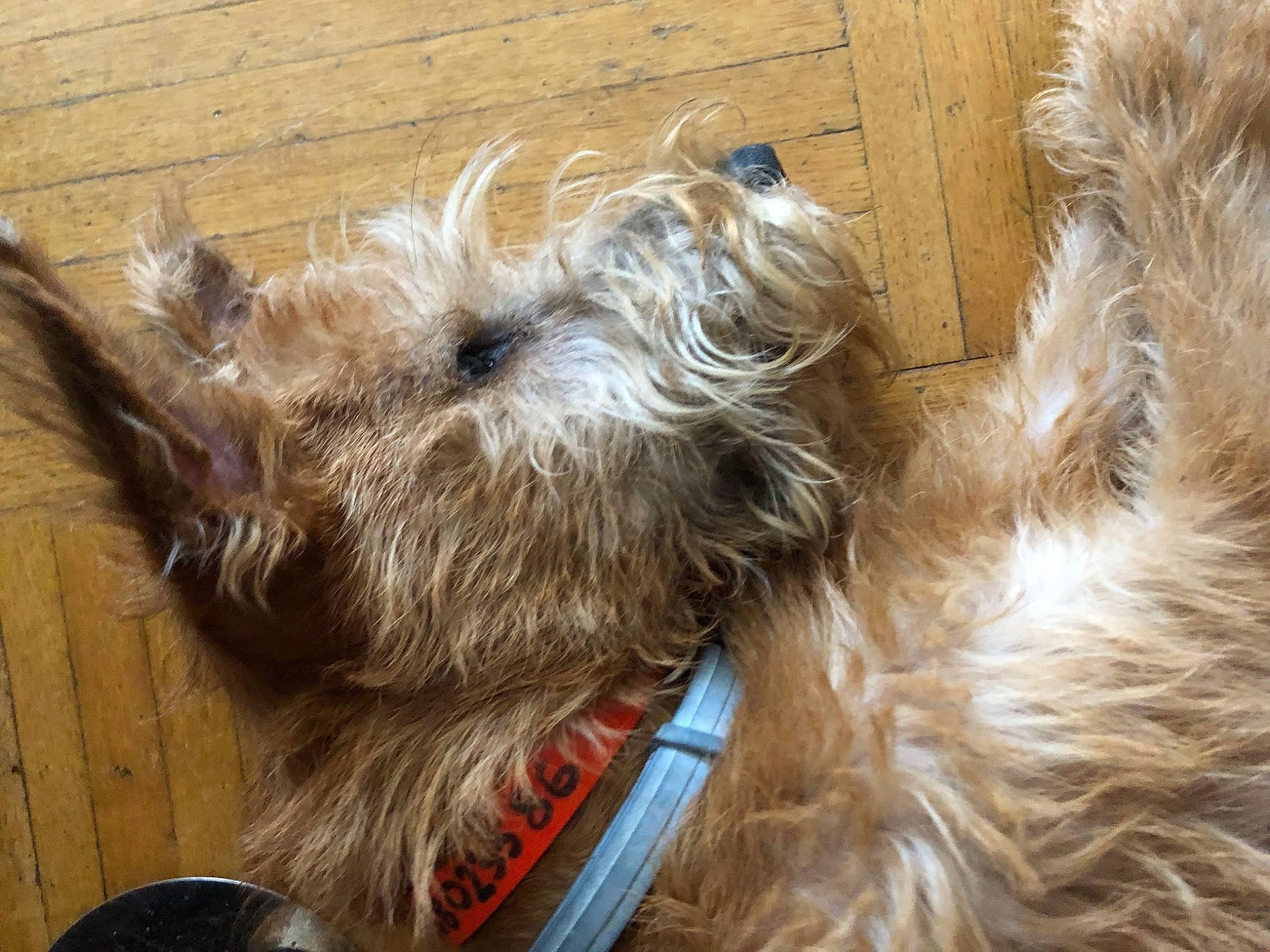 Utwo participe au concours pour gagner de l'argent avec cette photo : canidae, carnivore, collar, companion_dog, dog, dog_breed, dog_collar, dog_supply, fashion_accessory, fawn, fur, liver, pet_supply, small_terrier, snout, sporting_group, terrier, toy_dog, water_dog, working_animal