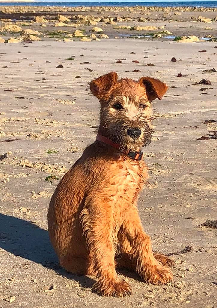 Utwo a rejoint le concours — aidez-le/la à gagner de superbes lots ! airedale_terrier, canidae, carnivore, companion_dog, dog, dog_breed, fawn, fur, lakeland_terrier, landscape, snout, soil, sporting_group, tail, terrestrial_animal, terrier, water_dog, wood, working_animal, working_terrier