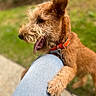 animal, blurred_background, canine, closeup, companion, dog, friendly, fur, grass, happy, jeans, mammal, nature, orange_collar, outdoor, paw, pet, playful, scruffy, tongue