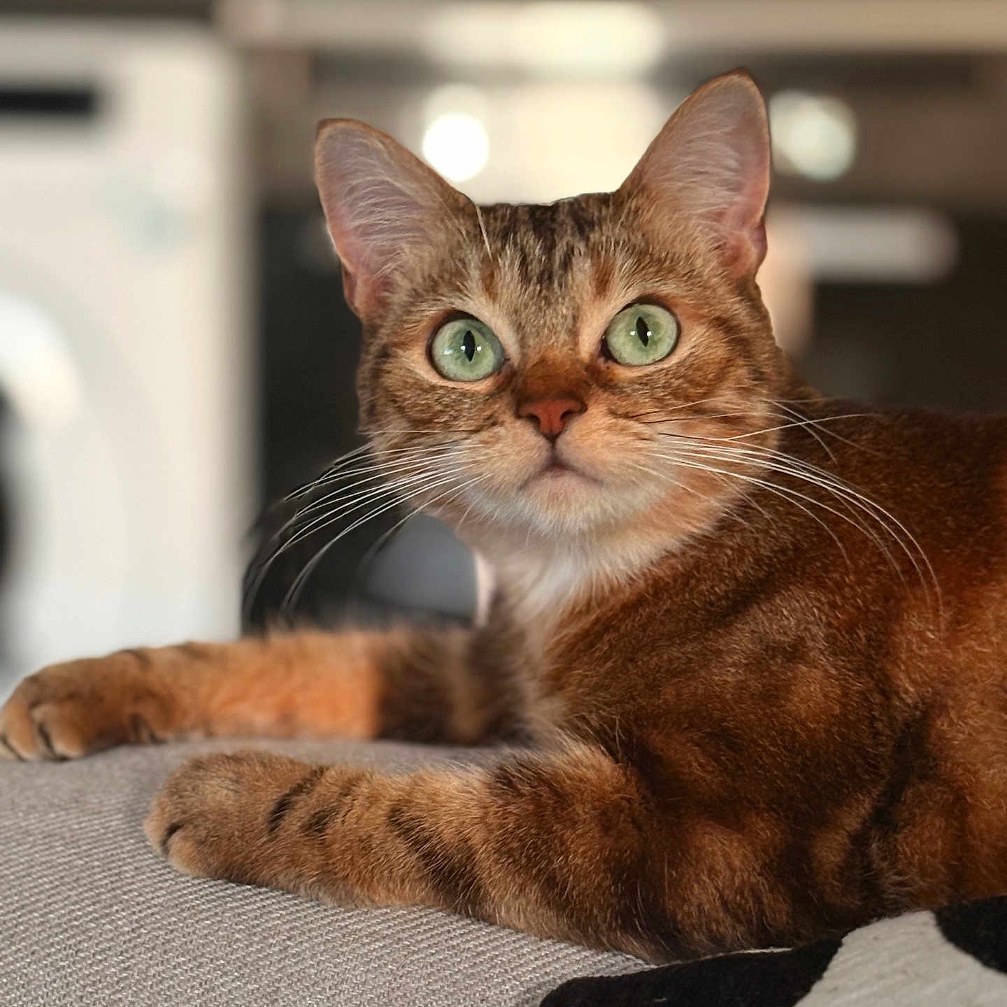 Swaylie participe au concours pour gagner de l'argent avec cette photo : alert, animal, cat, close_up, couch, cozy, domestic_animal, feline, fur, green_eyes, home, indoor, mammal, pet, portrait, relaxed, resting, soft_light, tabby_cat, whiskers