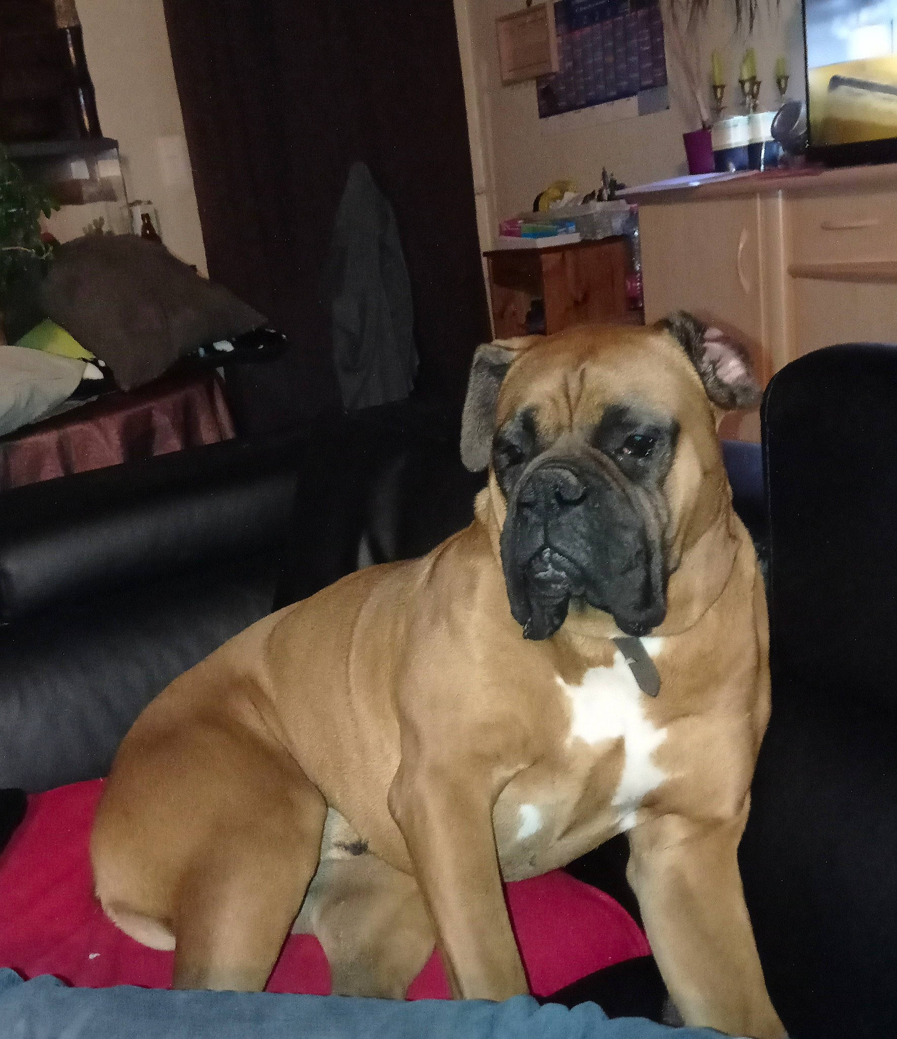 Orus a rejoint le concours — aidez-le/la à gagner de superbes lots ! boerboel, boxer, bulldog, bullmastiff, canidae, carnivore, companion_dog, dog, dog_breed, english_mastiff, fawn, korean_mastiff, mammal, molosser, non_sporting_group, ori_pei, perro_de_presa_mallorquin, skin, snout, vertebrate