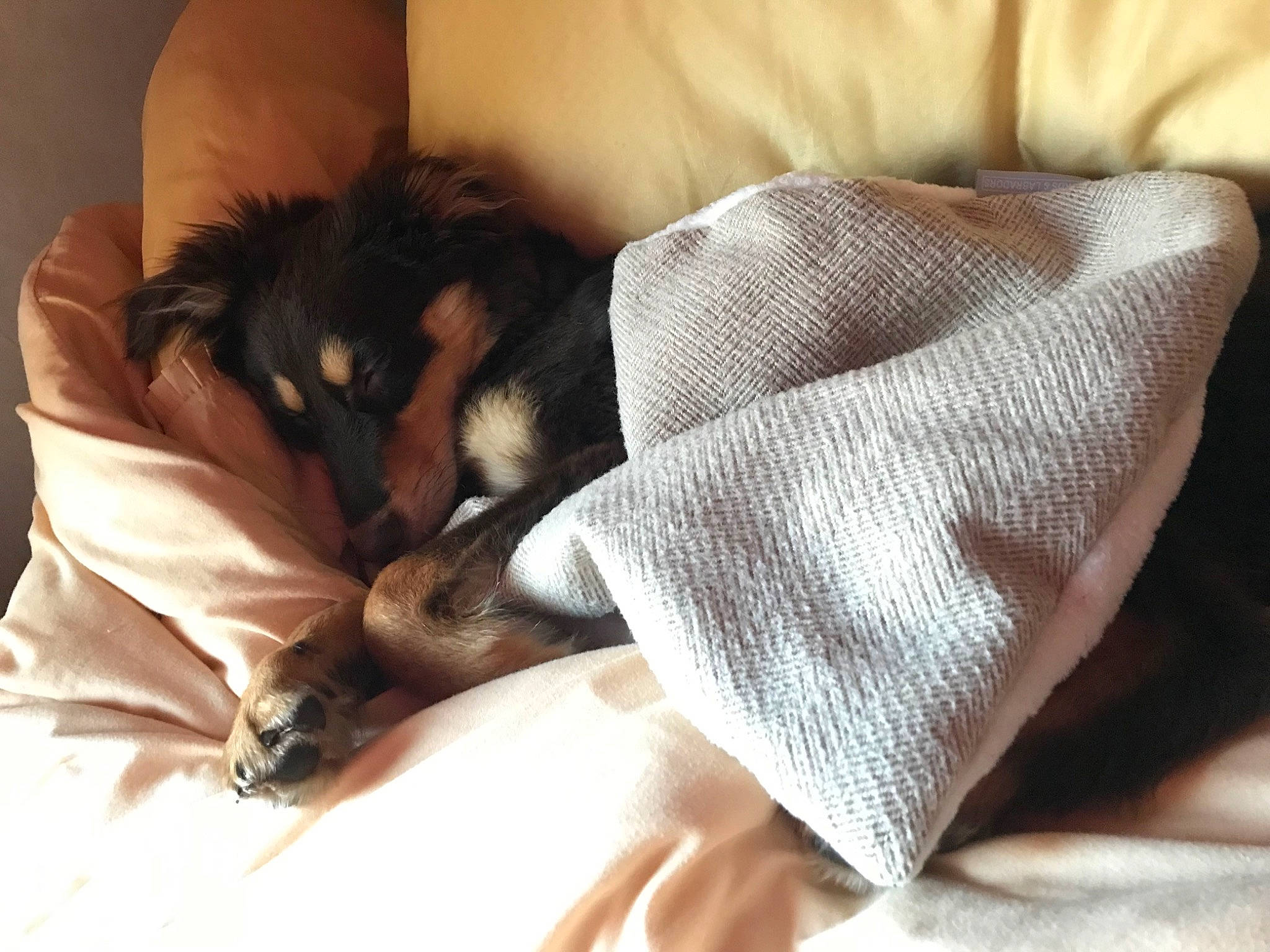 Cal is registered to the contest to win money with this photo: bedding, carnivore, comfort, companion_dog, couch, dog, dog_breed, duvet, fawn, felidae, fur, linens, small_to_medium_sized_cats, snout, sporting_group, tail, tints_and_shades, toy_dog, whiskers, working_animal