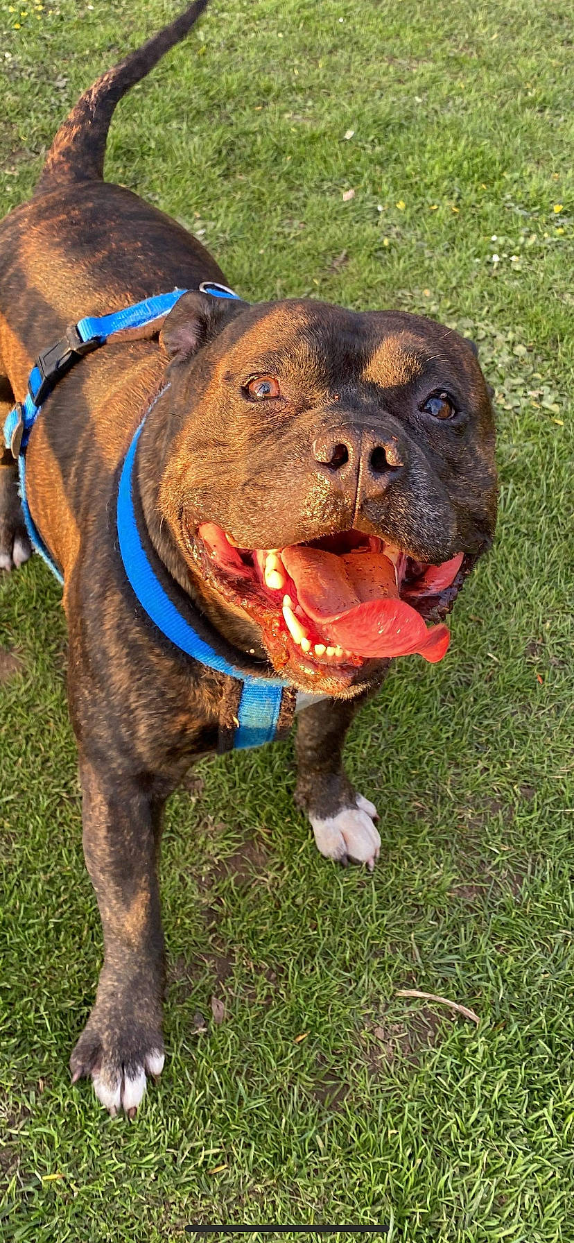 Bruiser is registered to the contest to win money with this photo: canidae, carnivore, collar, companion_dog, dog, dog_breed, dog_collar, dog_supply, fashion_accessory, fawn, fur, grass, hat, leash, liver, personal_protective_equipment, pet_supply, snout, sporting_group, working_animal