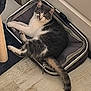 animal, baggage, canine, cat, dog, dogbed, kitten, pet, suitcase