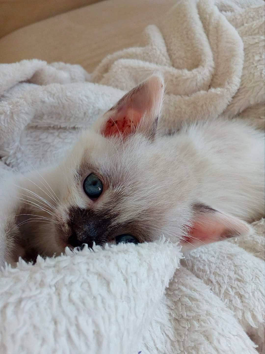 Sophie a rejoint le concours — aidez-le/la à gagner de superbes lots ! balinese, carnivore, cat, cat_bed, cat_supply, claw, comfort, domestic_short_haired_cat, fawn, felidae, fur, nap, paw, siamese, small_to_medium_sized_cats, snout, tail, terrestrial_animal, whiskers