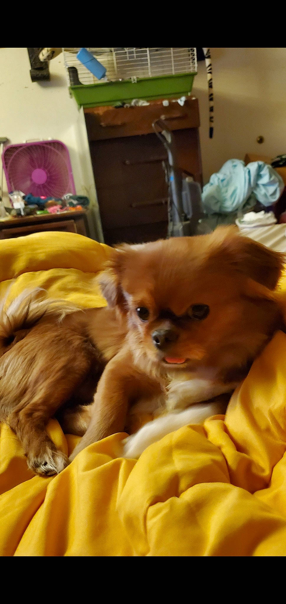 Poa is registered to the contest to win money with this photo: canidae, carnivore, chihuahua, comfort, companion_dog, corgi_chihuahua, dog, dog_breed, dog_supply, fawn, fur, liver, room, snout, sporting_group, terrestrial_animal, toy_dog, volpino_italiano, whiskers, working_animal