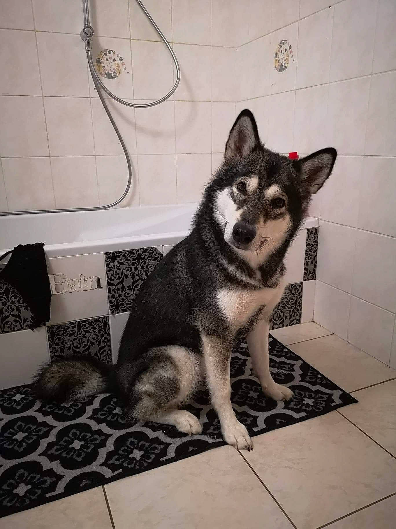 Rava a rejoint le concours — aidez-le/la à gagner de superbes lots ! canis, carnivore, comfort, companion_dog, dog, dog_breed, flooring, fur, grey, linens, monochrome, monochrome_photography, pattern, siberian_husky, sitting, sled_dog, tail, whiskers, working_animal, working_dog