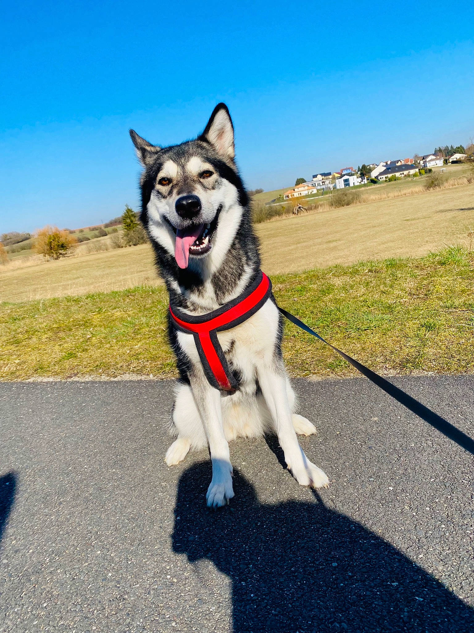 Rava a rejoint le concours — aidez-le/la à gagner de superbes lots ! asphalt, canidae, carnivore, collar, companion_dog, dog, dog_breed, dog_collar, electric_blue, grass, leash, plant, recreation, road_surface, siberian_husky, sky, sled_dog, snout, sporting_group, working_animal