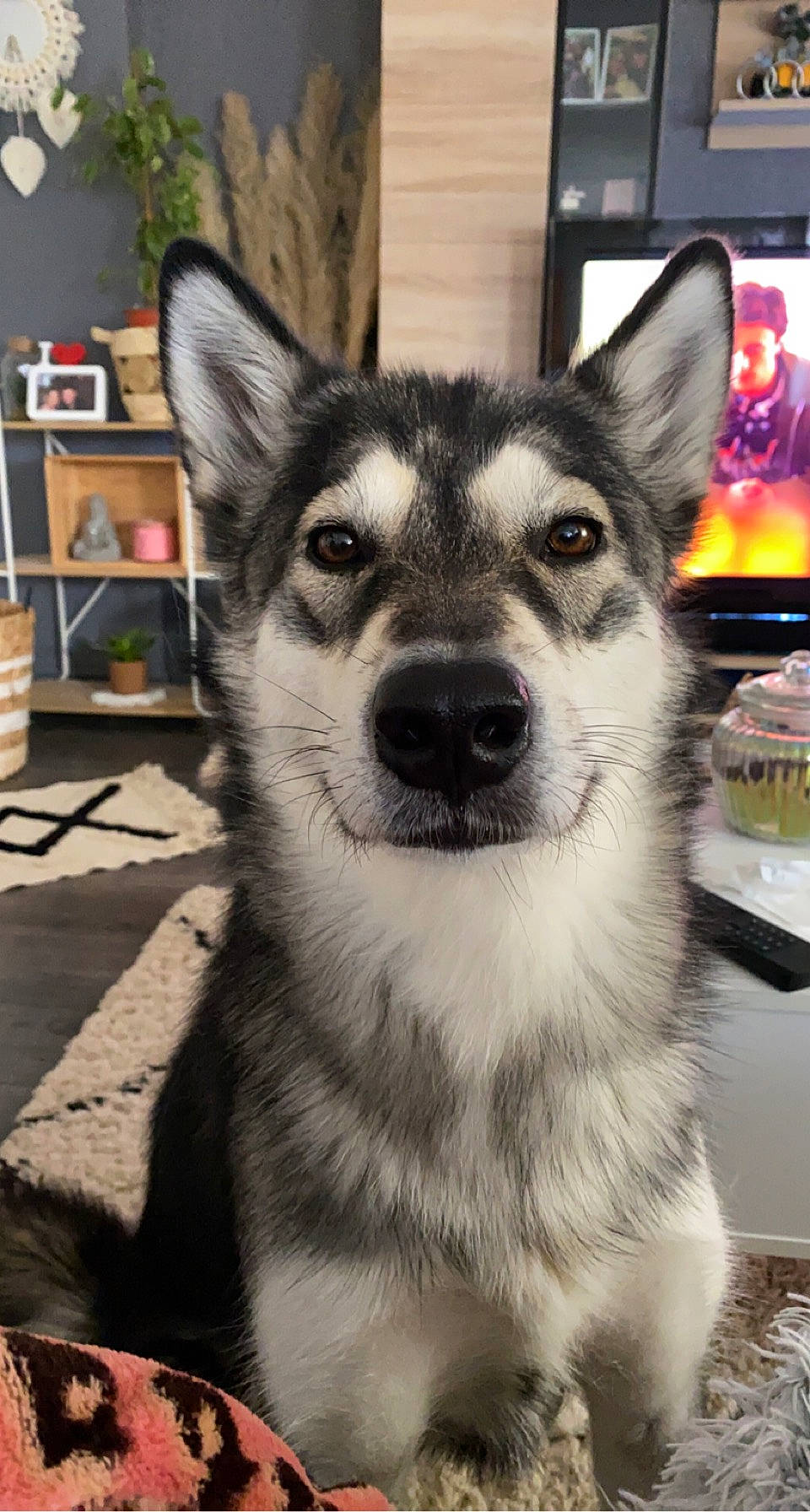 Rava participe au concours pour gagner de l'argent avec cette photo : bookcase, canidae, canis, carnivore, companion_dog, dog, dog_breed, eye, fawn, fur, picture_frame, shelf, shelving, sled_dog, snout, sporting_group, terrestrial_animal, whiskers, window, working_animal