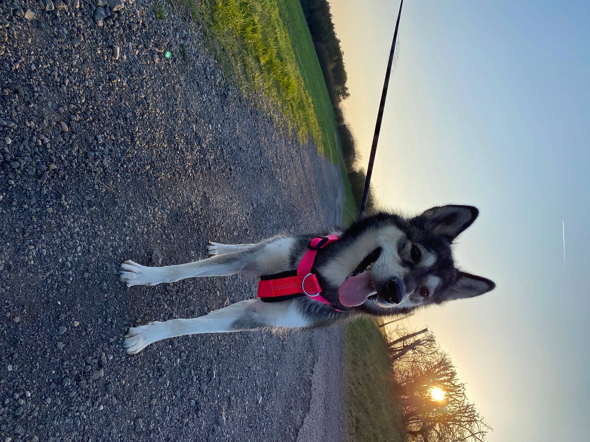 Rava participe au concours pour gagner de l'argent avec cette photo : asphalt, canidae, carmine, carnivore, collar, dog, dog_breed, dog_collar, electric_blue, fashion_accessory, happy, leash, plant, recreation, shadow, sky, slope, sporting_group, tail, tree