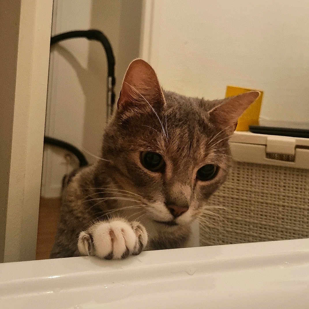 Simba participe au concours pour gagner de l'argent avec cette photo : abyssinian, animal, bathing, bathtub, cat, citrusfruit, food, fruit, hardwood, indoors, interiordesign, kitten, manx, person, pet, plant, produce, sink, tub, wood