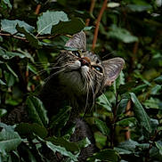 Leo is registered to the contest to win money with this photo: cat, tabby_cat, animal, pet, whiskers, green_leaves, foliage, nature, outdoor, wildlife, curious, closeup, portrait, mammal, forest, eyes, ears, branch, plant, camouflage