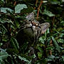 cat, tabby_cat, animal, pet, whiskers, green_leaves, foliage, nature, outdoor, wildlife, curious, closeup, portrait, mammal, forest, eyes, ears, branch, plant, camouflage