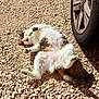 Skimo participe au concours pour gagner de l'argent avec cette photo : cat, animal, pet, outdoor, sunlight, relaxed, lying_down, rocky_ground, tire, car, white_fur, tabby, paw, tail, nature, daylight, cute, mammal, resting, playful