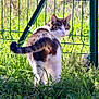 Skimo participe au concours pour gagner de l'argent avec cette photo : cat, animal, outdoor, grass, fence, pet, nature, curious, tabby, white, greenery, sunlight, back_turned, mammal, domestic, whiskers, ears, tail, field, daylight