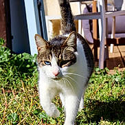 Skimo participe au concours pour gagner de l'argent avec cette photo : cat, heterochromia, blue_eye, green_eye, tabby, white_fur, walking, grass, garden, outdoor, sunlight, patio, furniture, blurred_background, animal, pet, whiskers, tail_up, close_up, focused