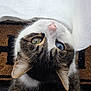cat, heterochromia, green_eye, blue_eye, whiskers, fur, curious, close_up, pet, domestic_animal, doormat, curtain, indoor, portrait, animal, feline, looking_up, pink_nose, tabby, striped_fur