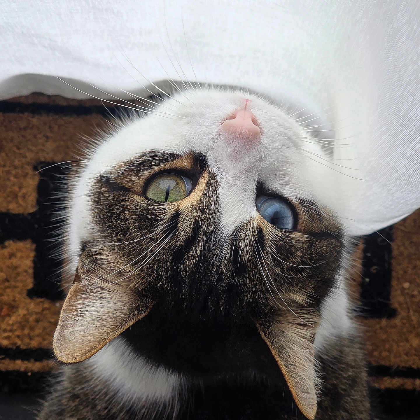 Skimo a rejoint le concours — aidez-le/la à gagner de superbes lots ! animal, blue_eye, cat, close_up, curious, curtain, domestic_animal, doormat, feline, fur, green_eye, heterochromia, indoor, looking_up, pet, pink_nose, portrait, striped_fur, tabby, whiskers