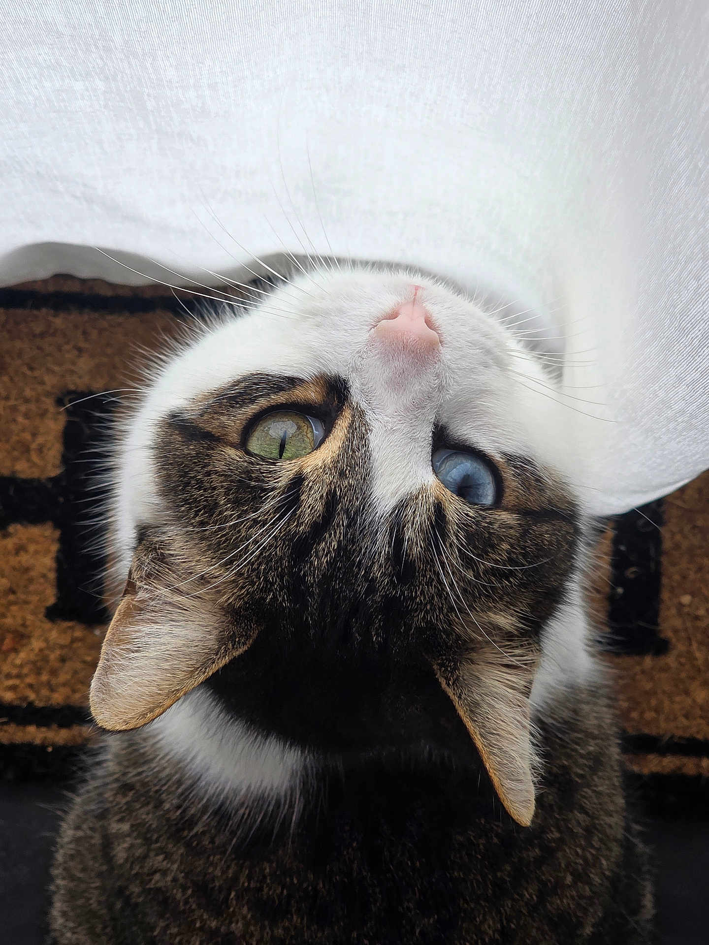 Skimo a rejoint le concours — aidez-le/la à gagner de superbes lots ! cat, heterochromia, green_eye, blue_eye, whiskers, fur, curious, close_up, pet, domestic_animal, doormat, curtain, indoor, portrait, animal, feline, looking_up, pink_nose, tabby, striped_fur