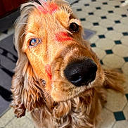 Taquin participe au concours pour gagner de l'argent avec cette photo : animal, close_up, cute, dog, ears, expression, face, floor, fur, golden_retriever, indoor, kitchen, lipstick_marks, looking_up, muzzle, pet, playful, snout, tile_floor, whiskers