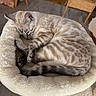Mavi participe au concours pour gagner de l'argent avec cette photo : cat, sleeping, tabby, silver_tabby, curled_up, pet, furry, whiskers, paws, tail, plush_bed, cozy, indoors, home, living_room, wicker_chair, wood_floor, soft_lighting, relaxed, nap