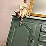 cat, kitten, animal, pet, spotted_coat, tabby, standing, climbing, paw, tail, whiskers, ears, indoor, cabinet, dresser, furniture, mirror, picture_frame, home_decor, portrait