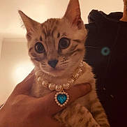 Mavi a rejoint le concours — aidez-le/la à gagner de superbes lots ! cat, kitten, tabby, pet, animal, portrait, close_up, indoors, jewelry, necklace, heart_pendant, blue_gem, collar, whiskers, ears, striped_fur, wide_eyes, being_held, person, warm_lighting