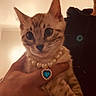 cat, kitten, tabby, pet, animal, portrait, close_up, indoors, jewelry, necklace, heart_pendant, blue_gem, collar, whiskers, ears, striped_fur, wide_eyes, being_held, person, warm_lighting