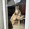 Mavi participe au concours pour gagner de l'argent avec cette photo : cat, tabby, pet, animal, feline, sitting, blanket, cat_tree, window, indoors, outdoors, backyard, rooftops, house, reflection, portrait, whiskers, ears, fur, cozy