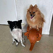 Chanel Aiko participe au concours pour gagner de l'argent avec cette photo : dogs, puppies, pomeranian, chihuahua, black_and_white_dog, fluffy_dog, orange_dog, pet, animal, plush_toy, toy_horse, sitting, standing, indoors, tile_floor, wall, electrical_outlet, portrait, funny, companions