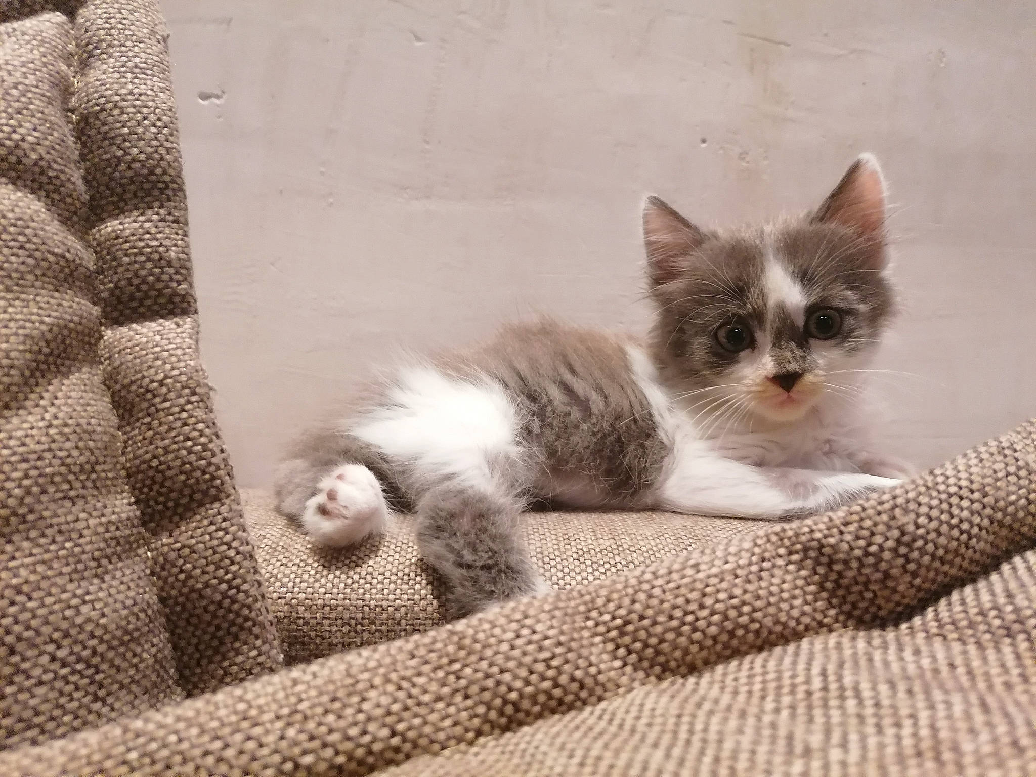 Speedy participe au concours pour gagner de l'argent avec cette photo : carnivore, cat, cat_furniture, cat_supply, claw, comfort, domestic_short_haired_cat, fawn, felidae, flooring, fur, grey, linens, paw, sand, small_to_medium_sized_cats, tail, terrestrial_animal, whiskers, wood