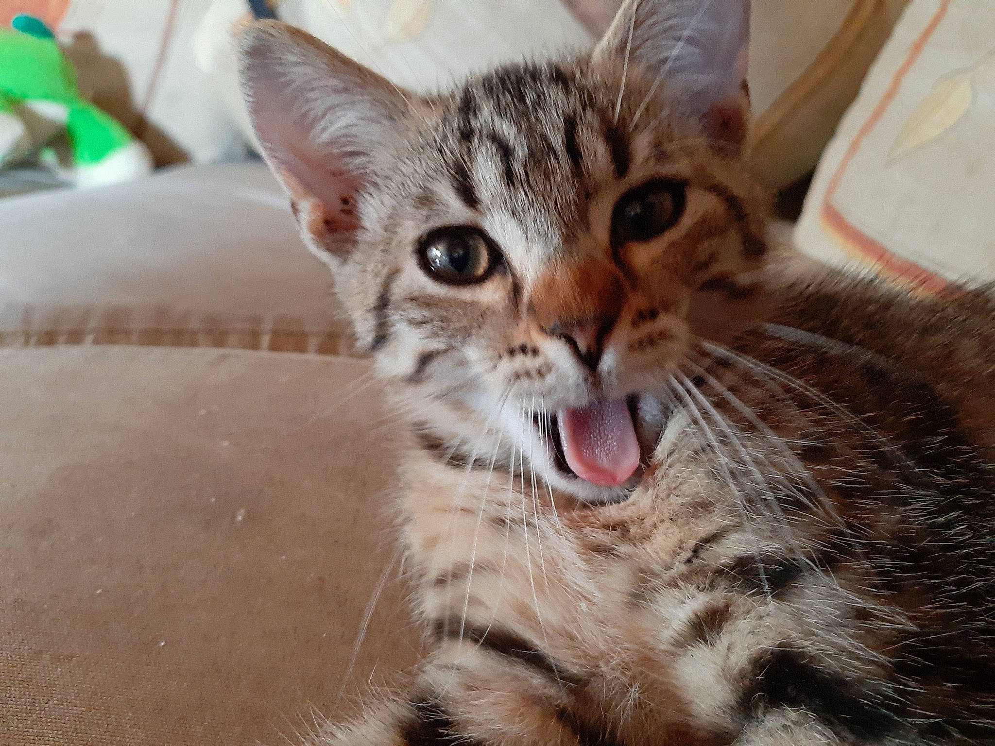 Rocket participe au concours pour gagner de l'argent avec cette photo : american_shorthair, asian, australian_mist, california_spangled, carnivore, cat, domestic_short_haired_cat, dragon_li, egyptian_mau, european_shorthair, felidae, kitten, mammal, ocicat, pixie_bob, small_to_medium_sized_cats, snout, tabby_cat, vertebrate, whiskers