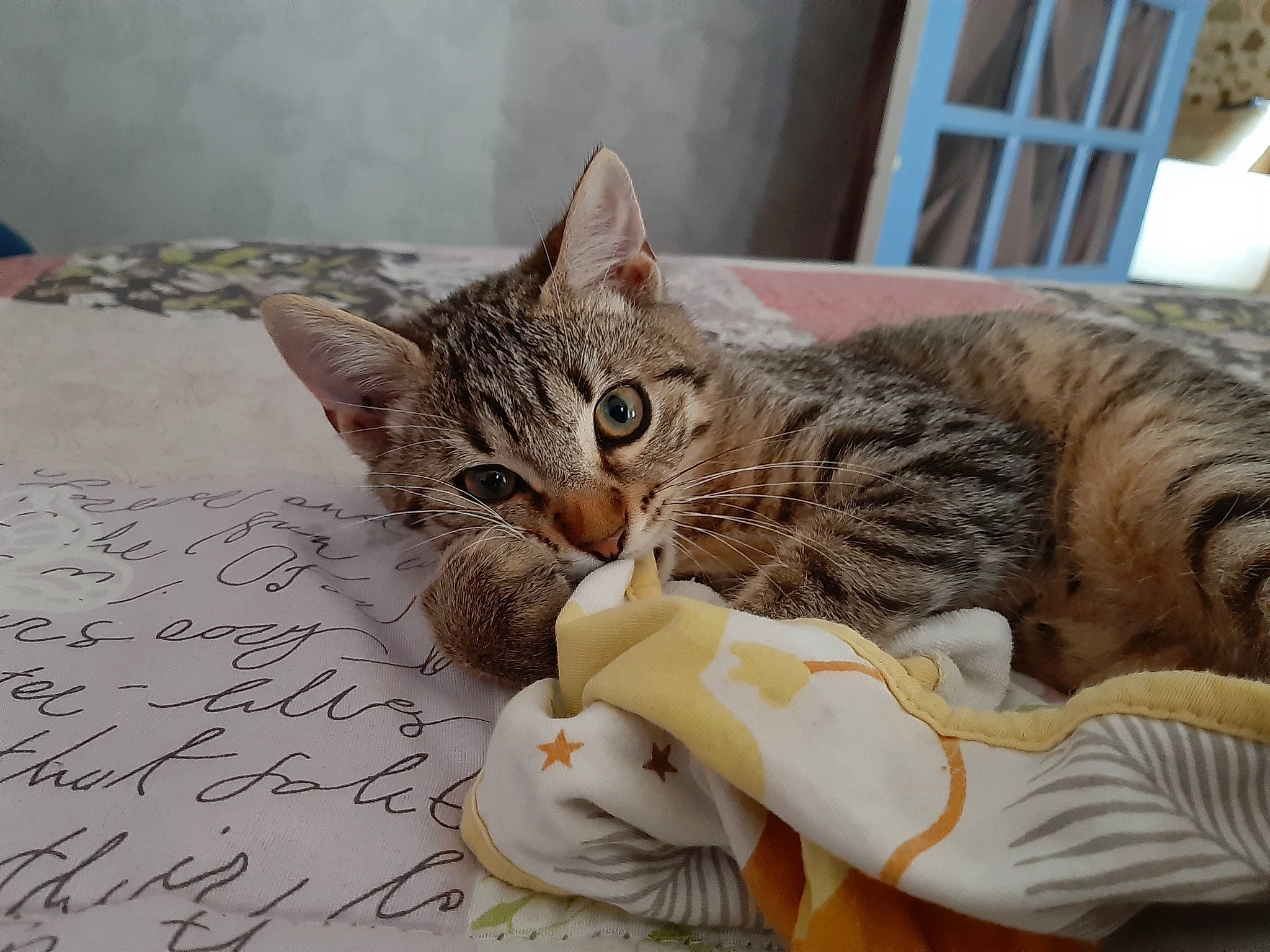 Rocket a rejoint le concours — aidez-le/la à gagner de superbes lots ! aegean_cat, arabian_mau, asian, bengal, california_spangled, carnivore, cat, domestic_short_haired_cat, dragon_li, egyptian_mau, european_shorthair, felidae, kitten, mammal, ocicat, pixie_bob, small_to_medium_sized_cats, tabby_cat, toyger, whiskers