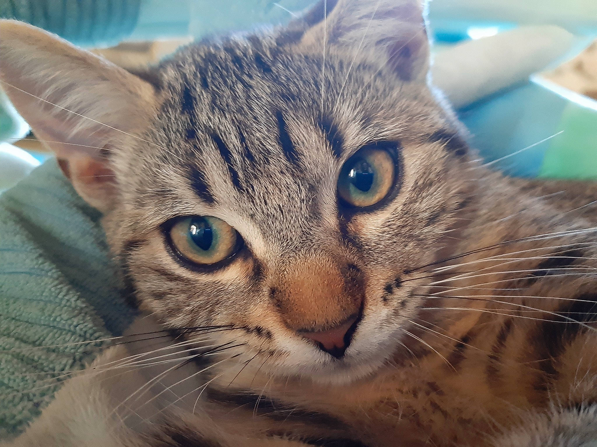 Rocket participe au concours pour gagner de l'argent avec cette photo : aegean_cat, american_wirehair, asian, australian_mist, carnivore, cat, close_up, domestic_short_haired_cat, dragon_li, european_shorthair, eye, felidae, head, mammal, nose, small_to_medium_sized_cats, snout, tabby_cat, vertebrate, whiskers