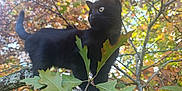 Salem participe au concours pour gagner de l'argent avec cette photo : black_cat, kitten, tree_branch, autumn_leaves, outdoor, nature, animal, pet, curious, feline, wildlife, close_up, sunlight, green_leaves, brown_leaves, branch, young_cat, fall_season, daylight, mammal